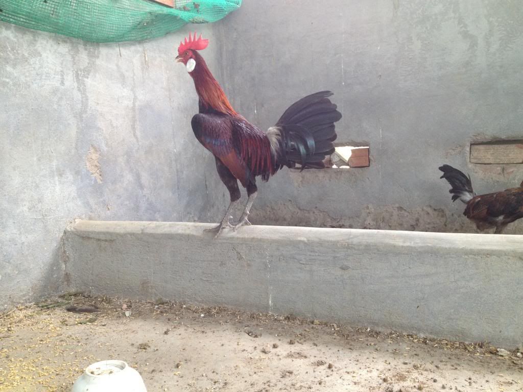 Tre mỹ rừng ( biên hòa - đồng nai) - 15