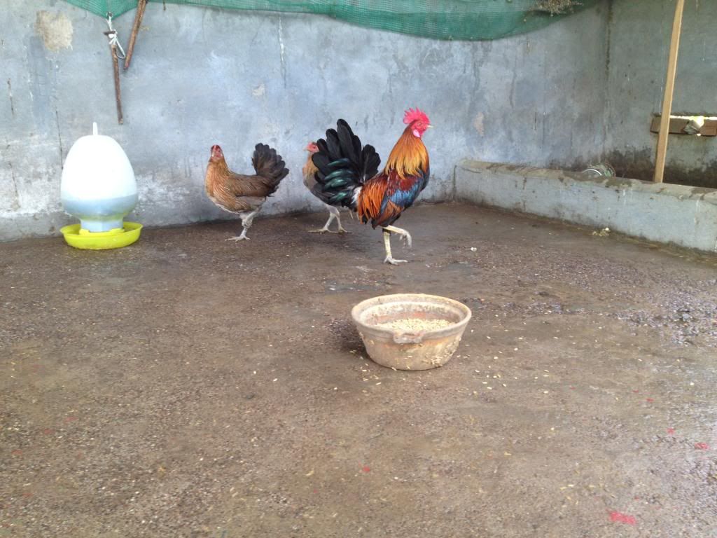 Tre mỹ rừng ( biên hòa - đồng nai) - 16