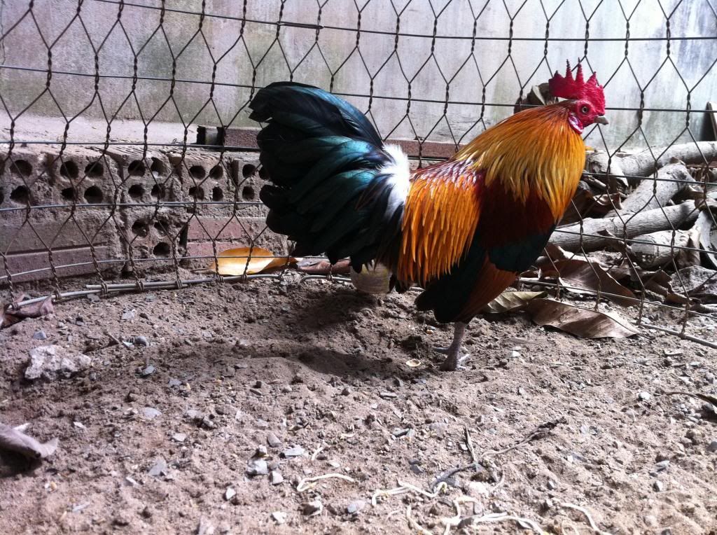 Tre mỹ rừng ( biên hòa - đồng nai) - 10