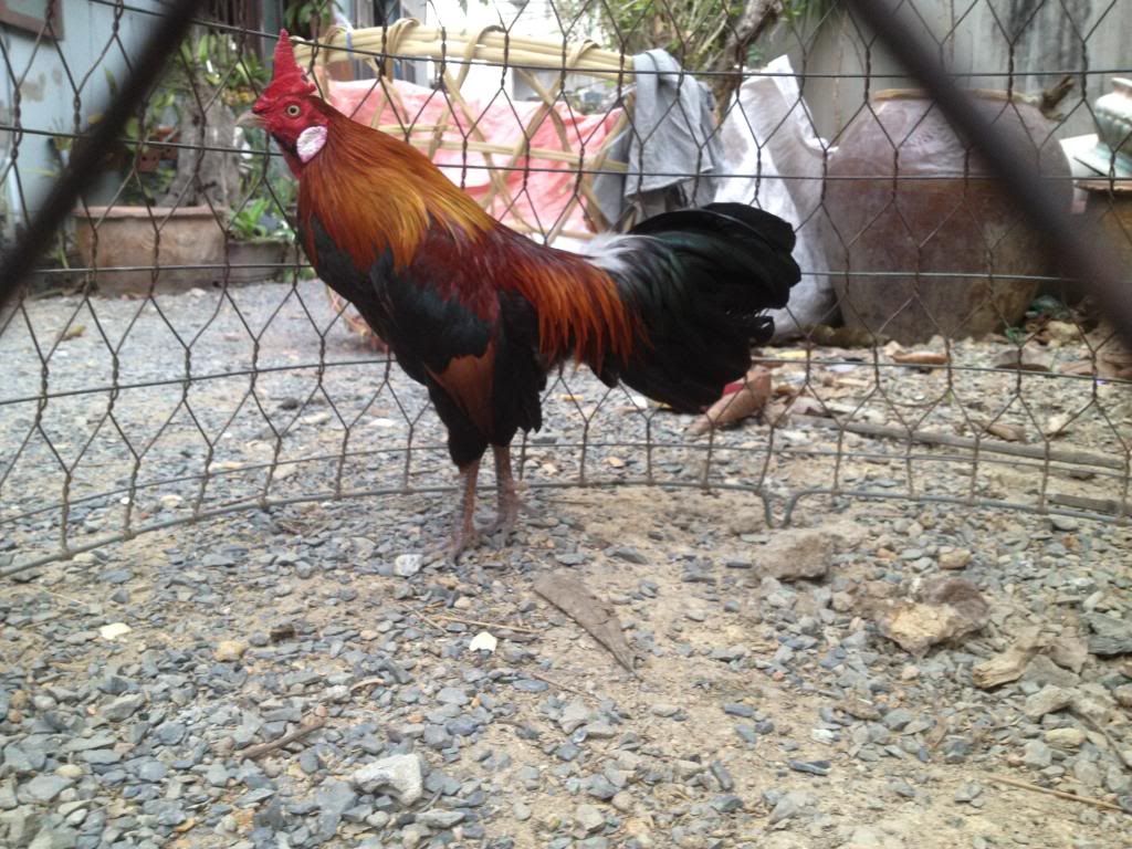 Tre mỹ rừng ( biên hòa - đồng nai) - 8