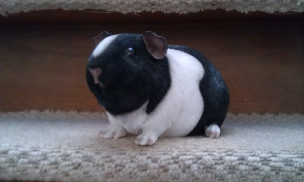 IMAG0247.jpg