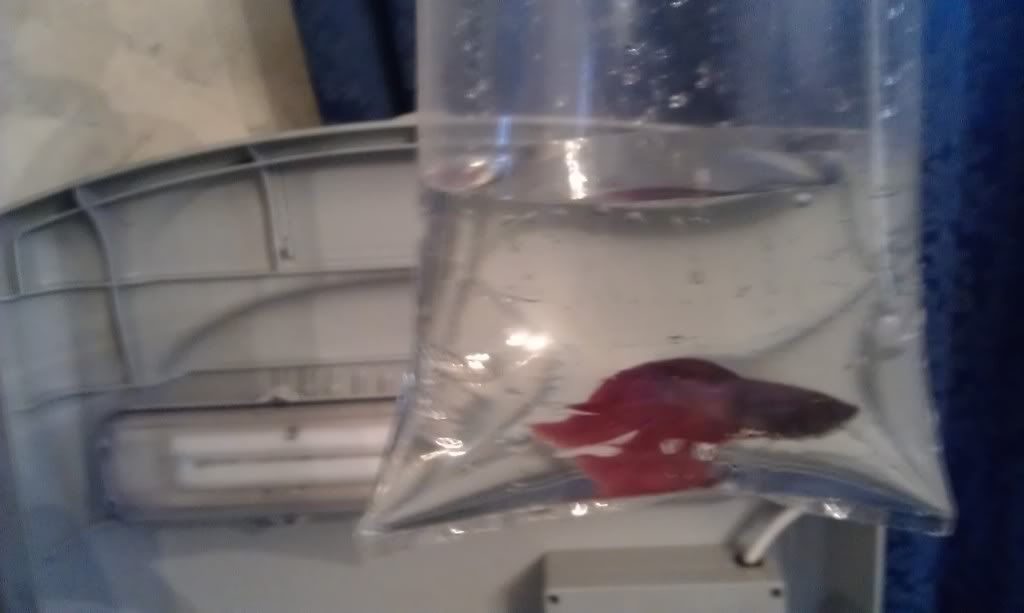 IMAG0143.jpg