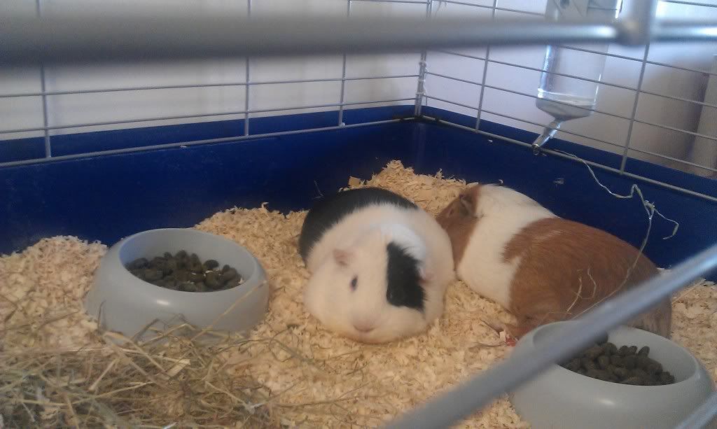 IMAG0233.jpg