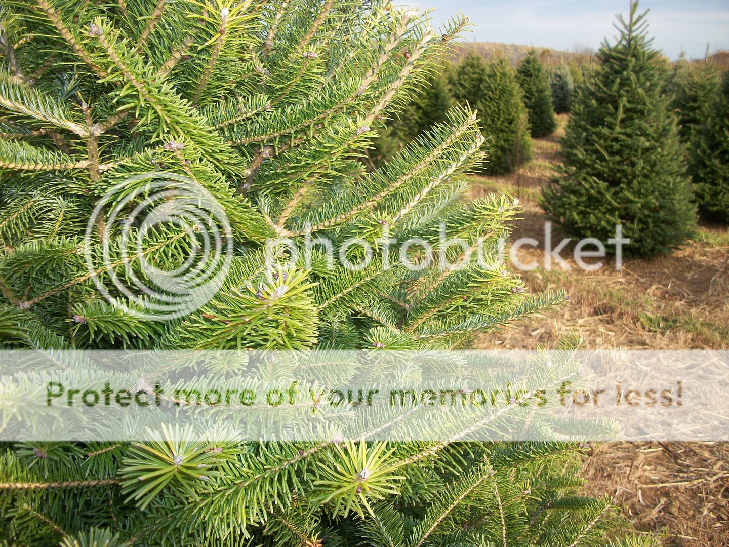 About Our Christmas Trees | Evergreen Valley Christmas ...